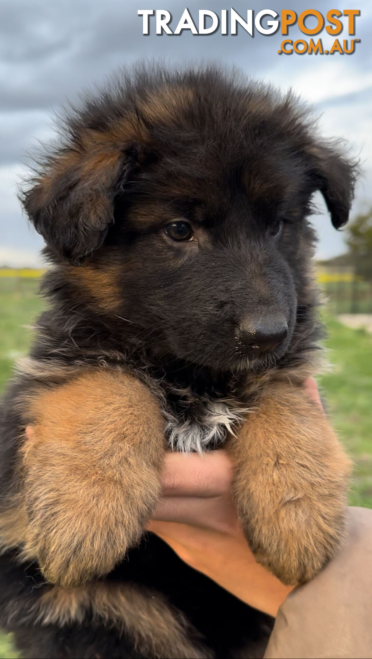 Outstanding Purebred Full Length Long Coat German Shepherd Puppies