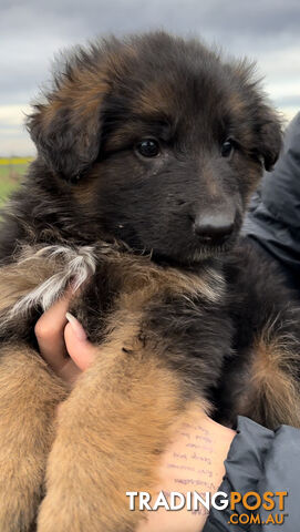 Purebred Full Long Coat German Shepherd Puppies