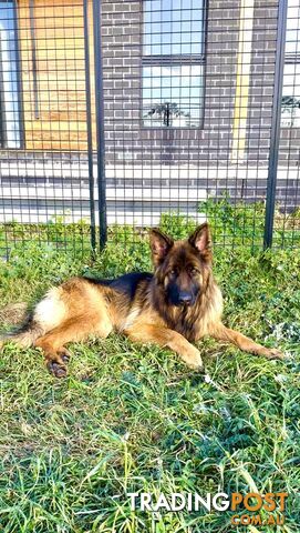 Outstanding Purebred Full Length Long Coat German Shepherd Puppies