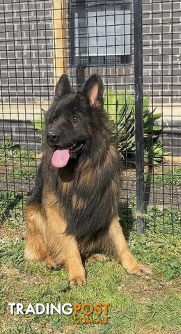 Purebred Long Coat German Shepherd Puppies