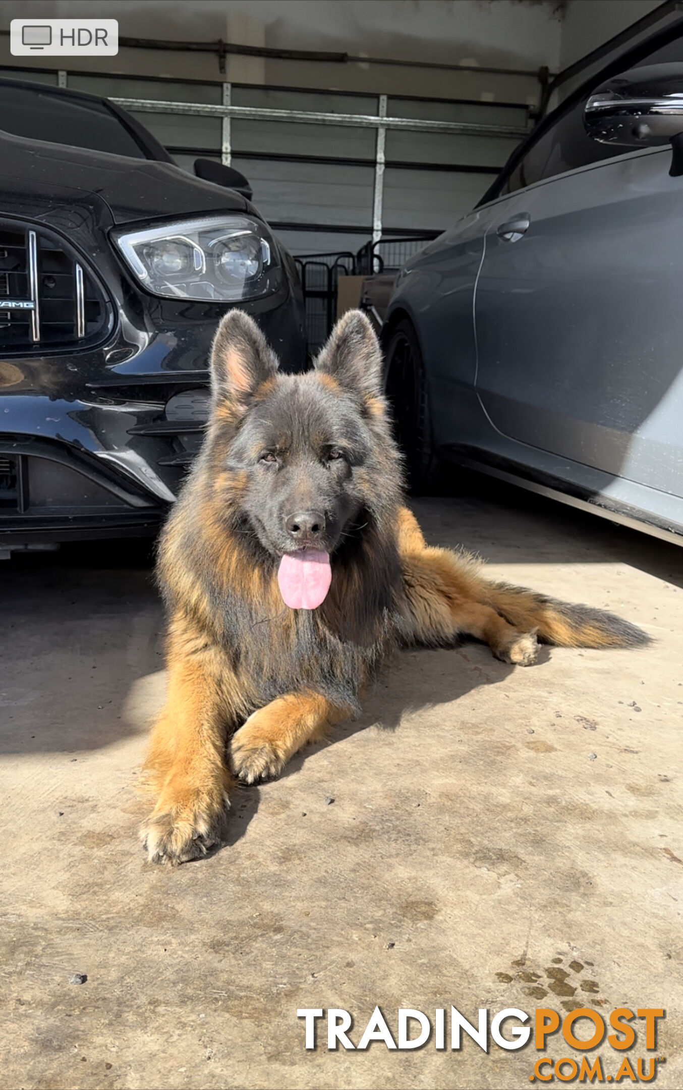 Outstanding Purebred Full Length Long Coat German Shepherd Puppies