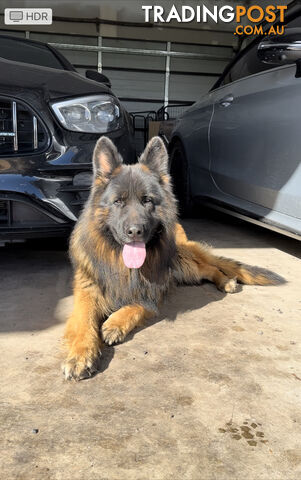 Outstanding Purebred Full Length Long Coat German Shepherd Puppies