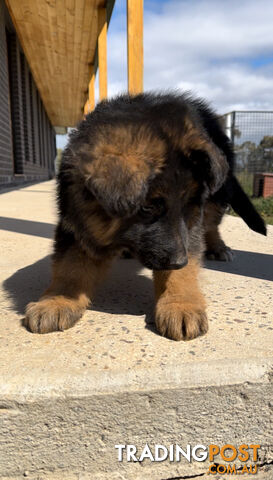 Outstanding Purebred Full Length Long Coat German Shepherd Puppies