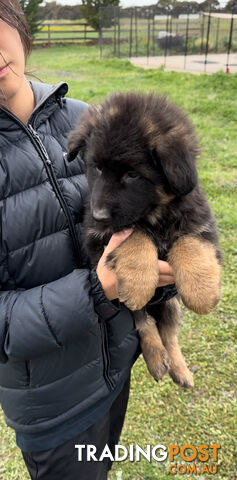 Purebred Full Long Coat German Shepherd Puppies