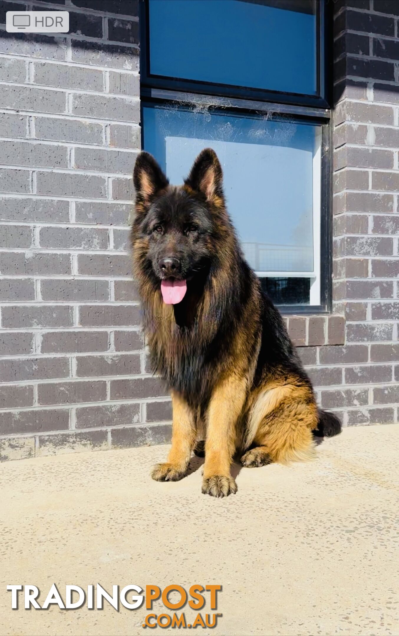 Outstanding Purebred Full Length Long Coat German Shepherd Puppies