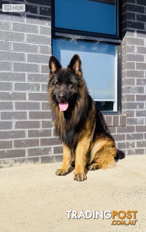 Outstanding Purebred Full Length Long Coat German Shepherd Puppies