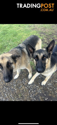 2 German Shepherds are looking for new home