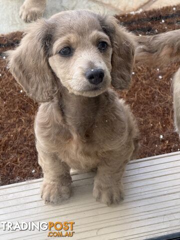 Miniature cream long hair dachshunds