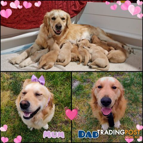 Pure Bred Golden Retriever Puppies (50 Shades of GOLDEN!)