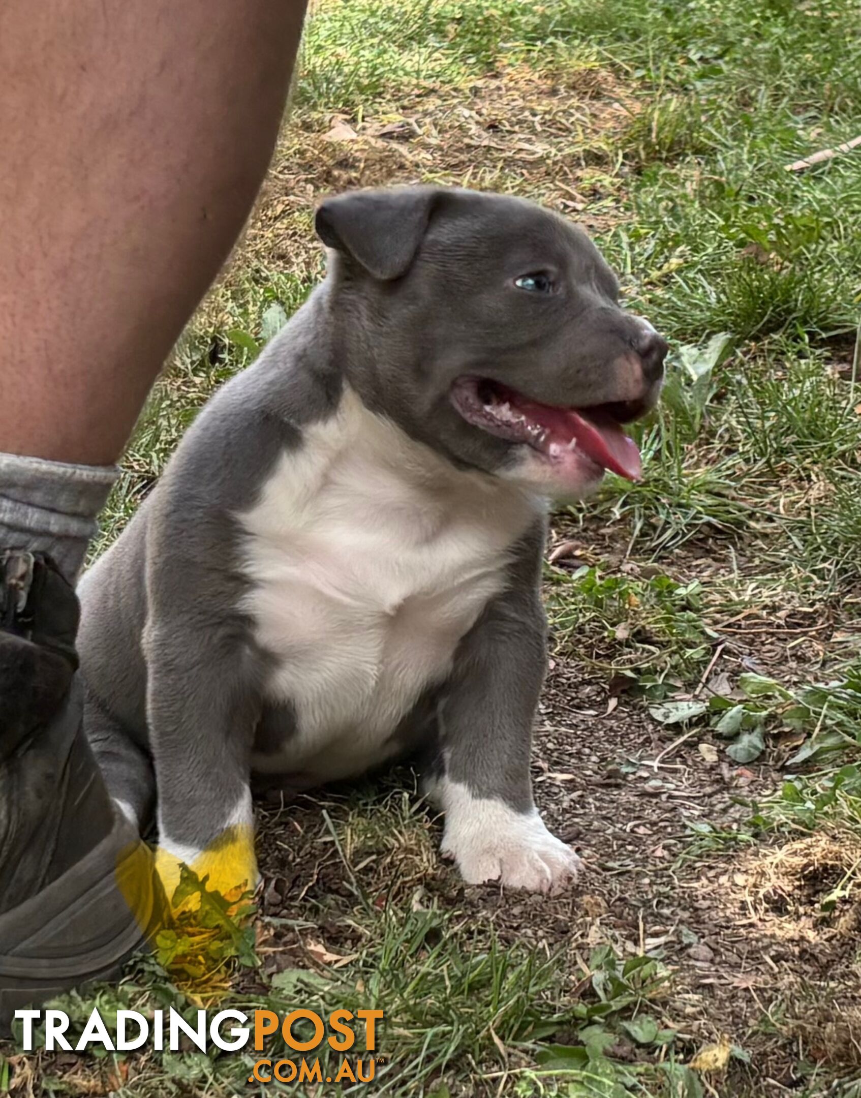 American Bully Bullies Bulldog Puppies Male Full Papers Born 15/12