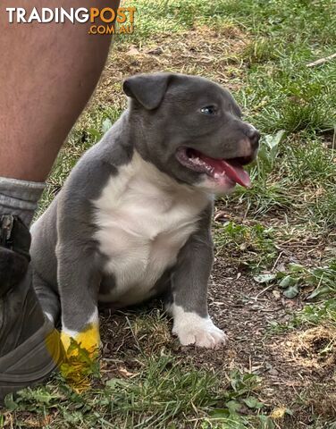 American Bully Bullies Bulldog Puppies Male Full Papers Born 15/12