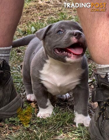 American Bully Bullies Bulldog Puppies Male Full Papers Born 15/12