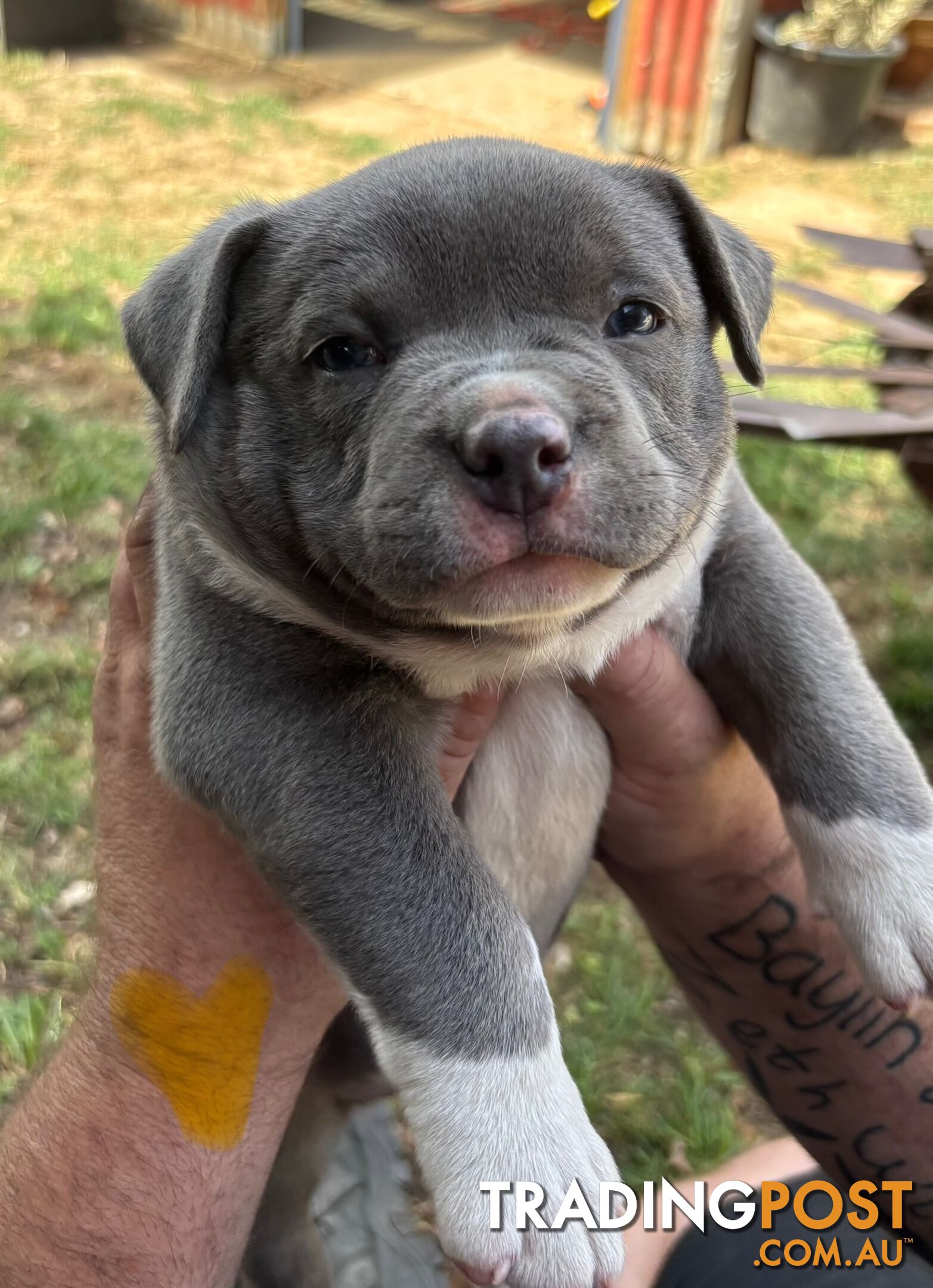 American Bully Bullies Bulldog Puppies Male Full Papers Born 15/12