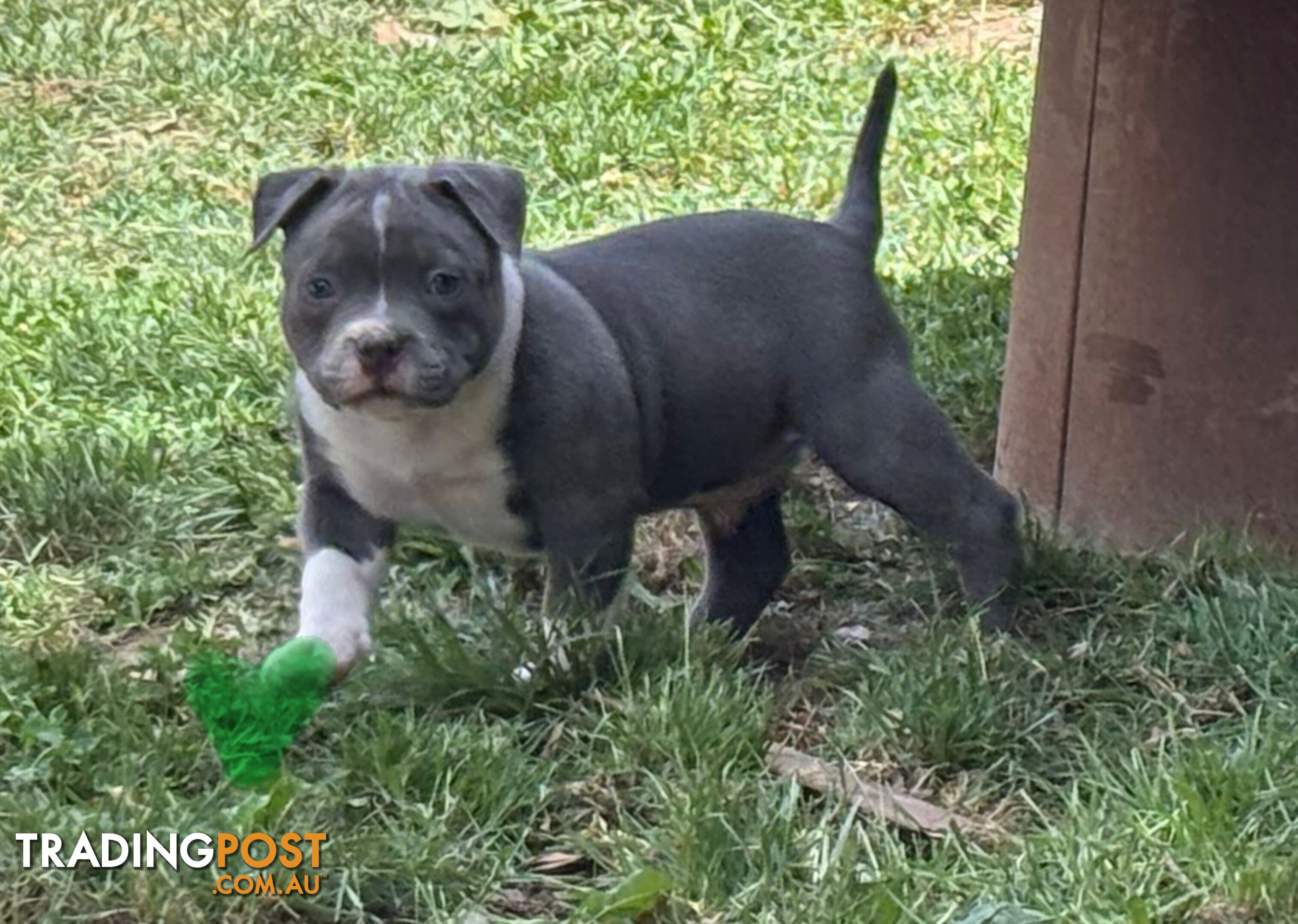 American Bully Bullies Bulldog Puppies Male Full Papers Born 15/12