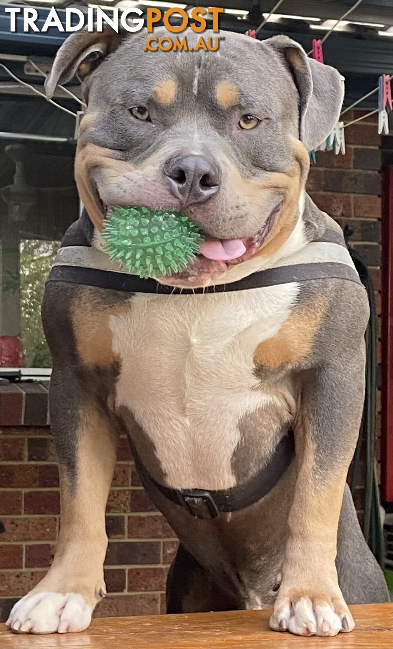 American Bully Bullies Bulldog Puppies Male Full Papers Born 15/12