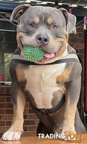 American Bully Bullies Bulldog Puppies Male Full Papers Born 15/12