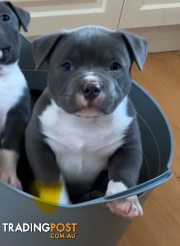 American Bully Bullies Bulldog Puppies Male Full Papers Born 15/12