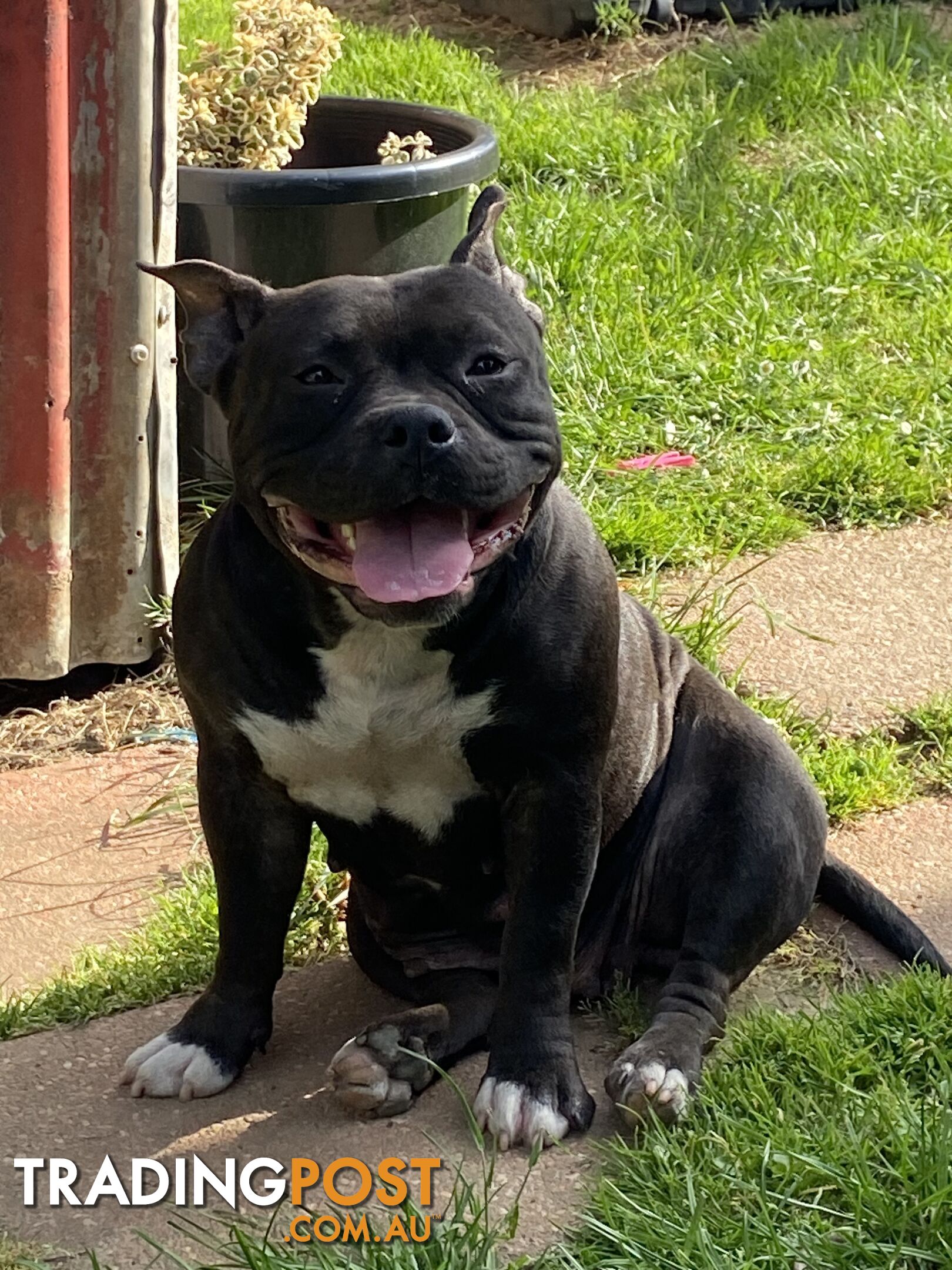 American Bully Bullies Bulldog Puppies Male Full Papers Born 15/12