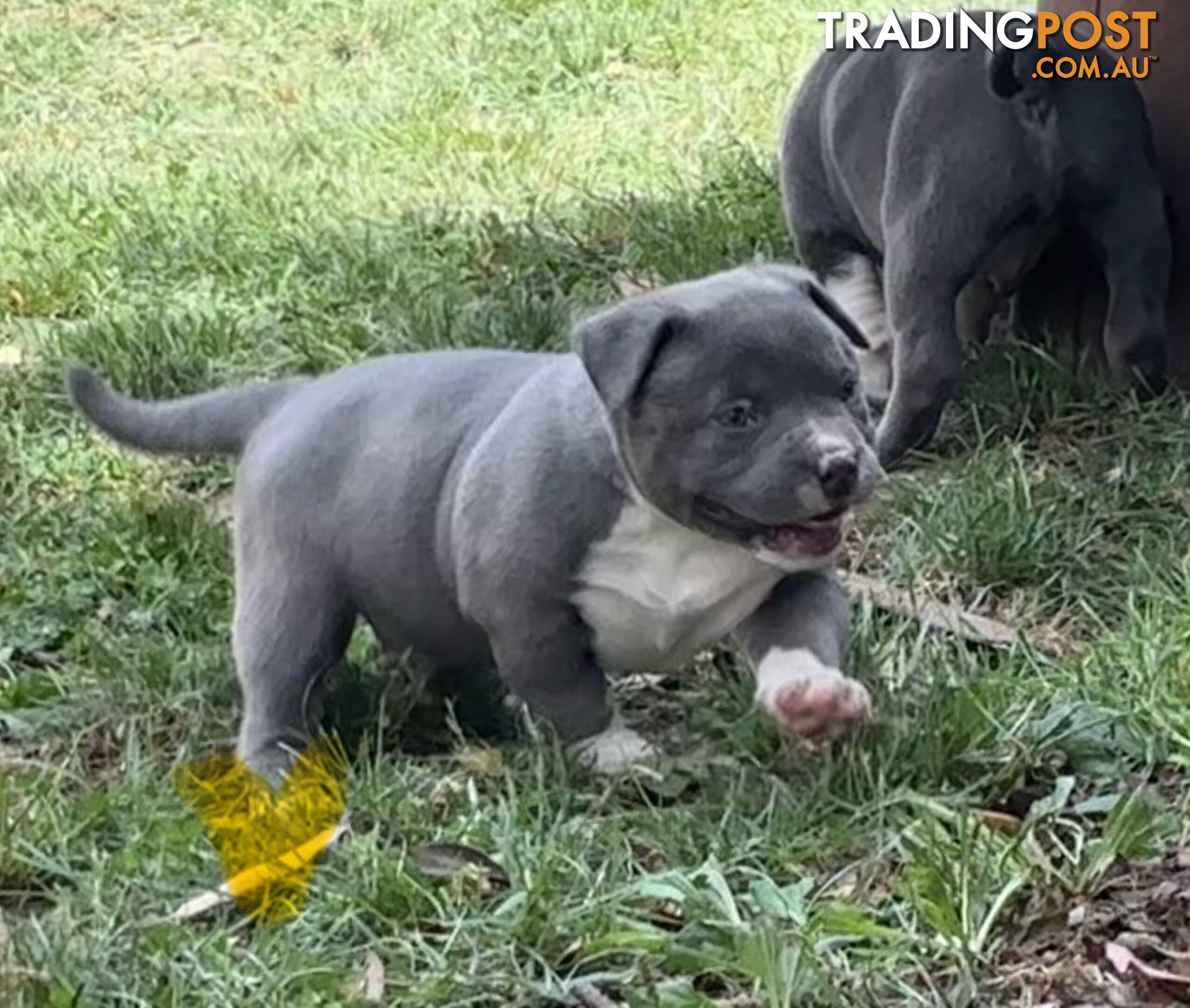 American Bully Bullies Bulldog Puppies Male Full Papers Born 15/12