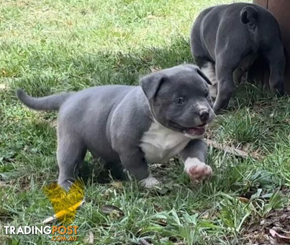 American Bully Bullies Bulldog Puppies Male Full Papers Born 15/12