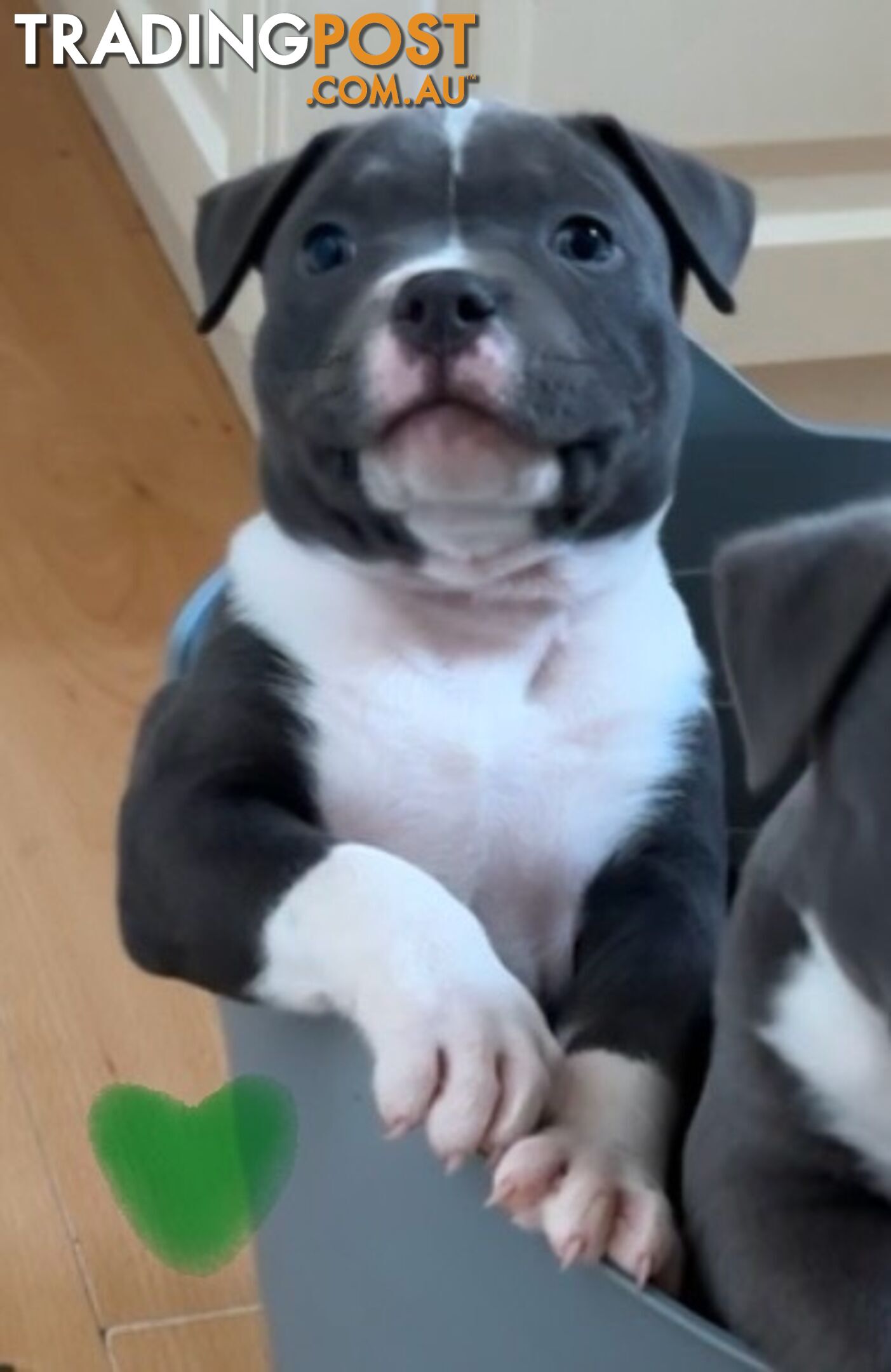 American Bully Bullies Bulldog Puppies Male Full Papers Born 15/12