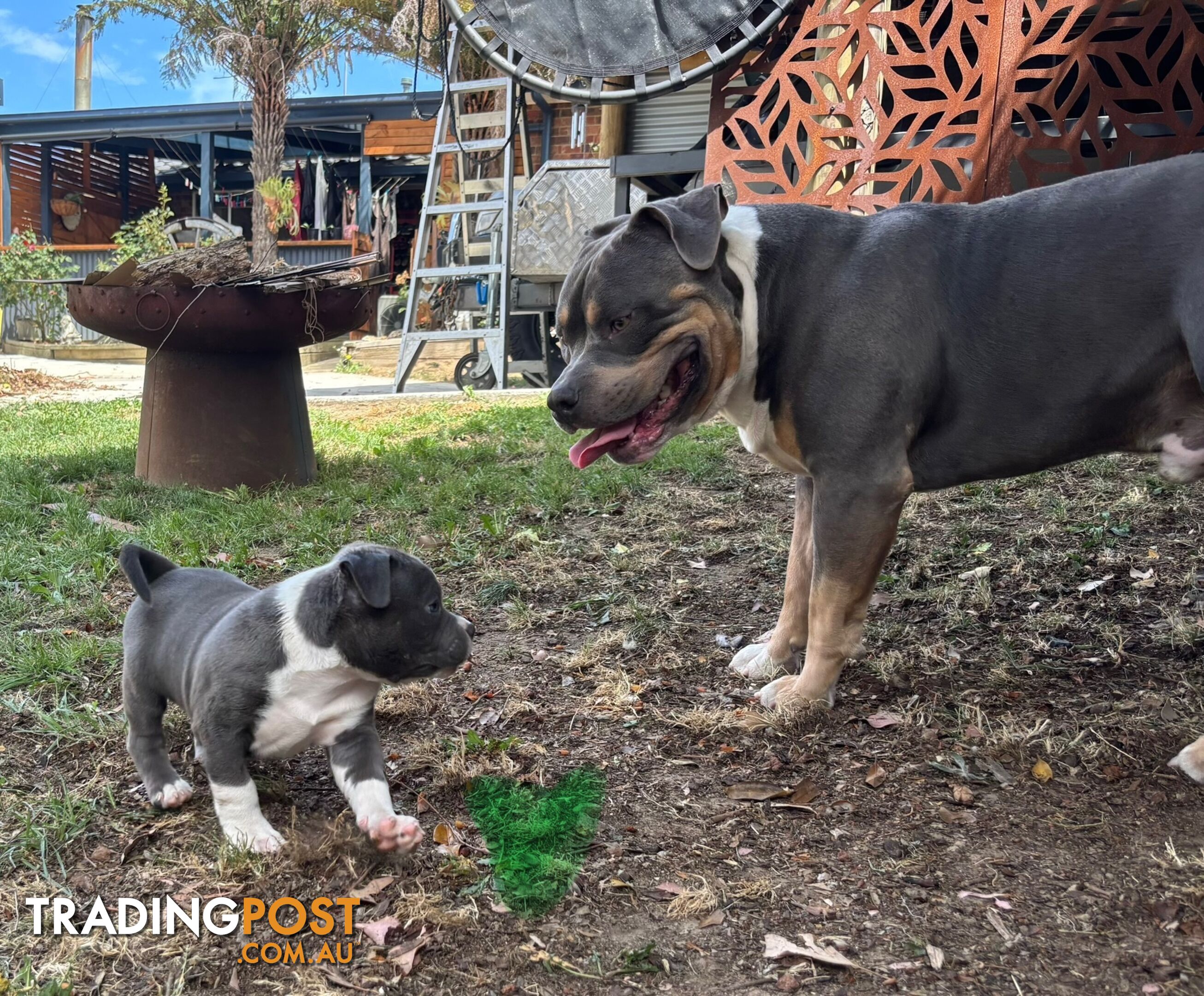 American Bully Bullies Bulldog Puppies Male Full Papers Born 15/12