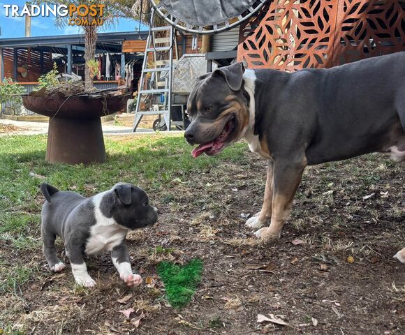 American Bully Bullies Bulldog Puppies Male Full Papers Born 15/12