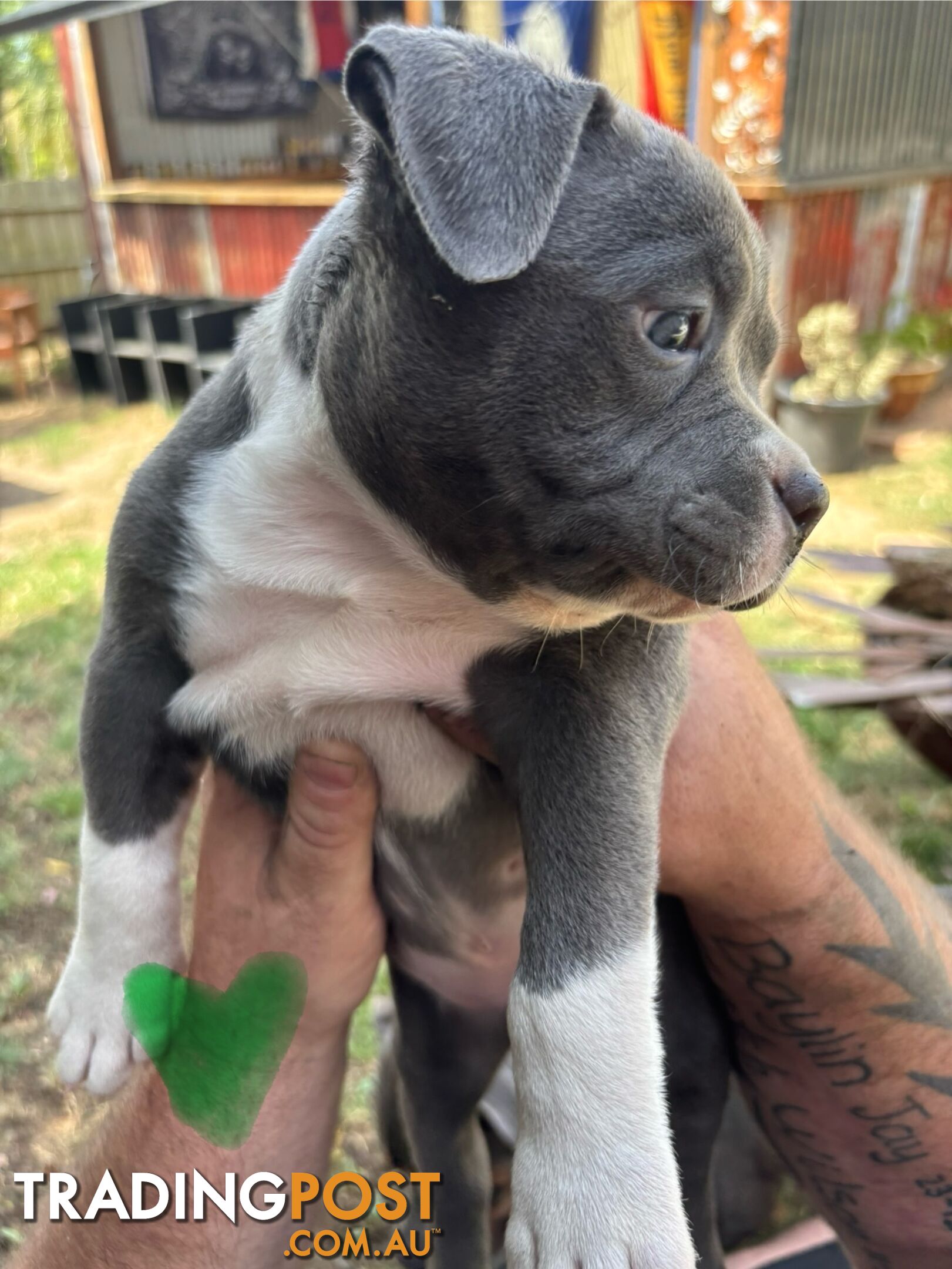 American Bully Bullies Bulldog Puppies Male Full Papers Born 15/12