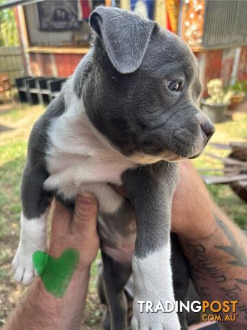 American Bully Bullies Bulldog Puppies Male Full Papers Born 15/12