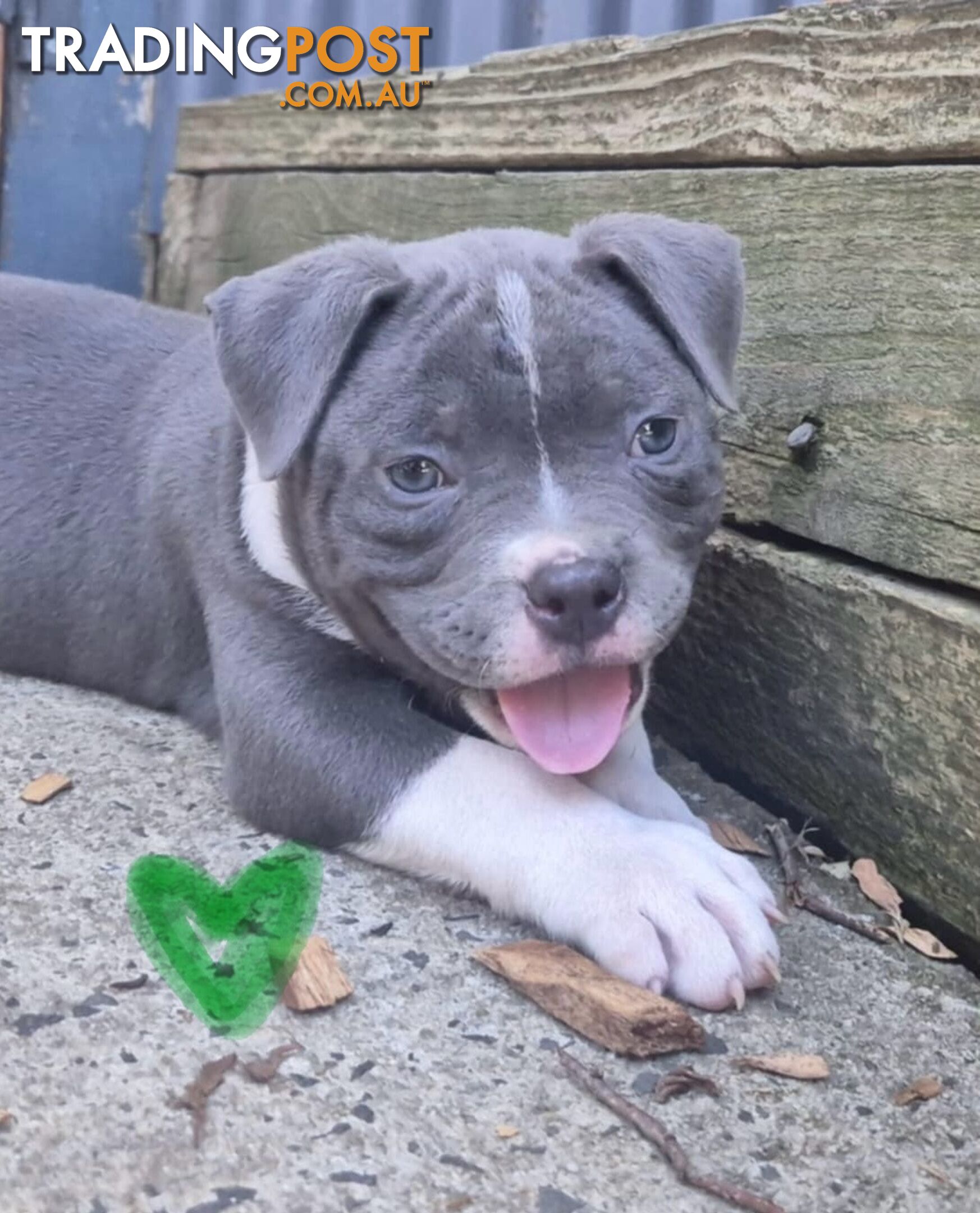 American Bully Bullies Bulldog Puppies Male Full Papers Born 15/12