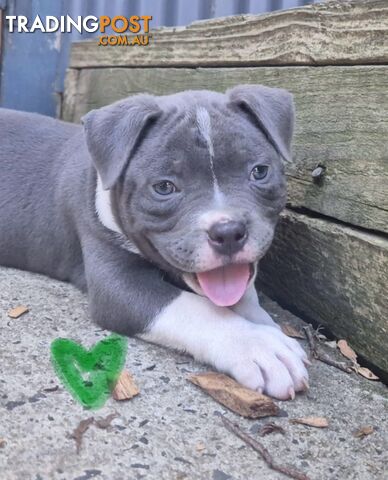 American Bully Bullies Bulldog Puppies Male Full Papers Born 15/12