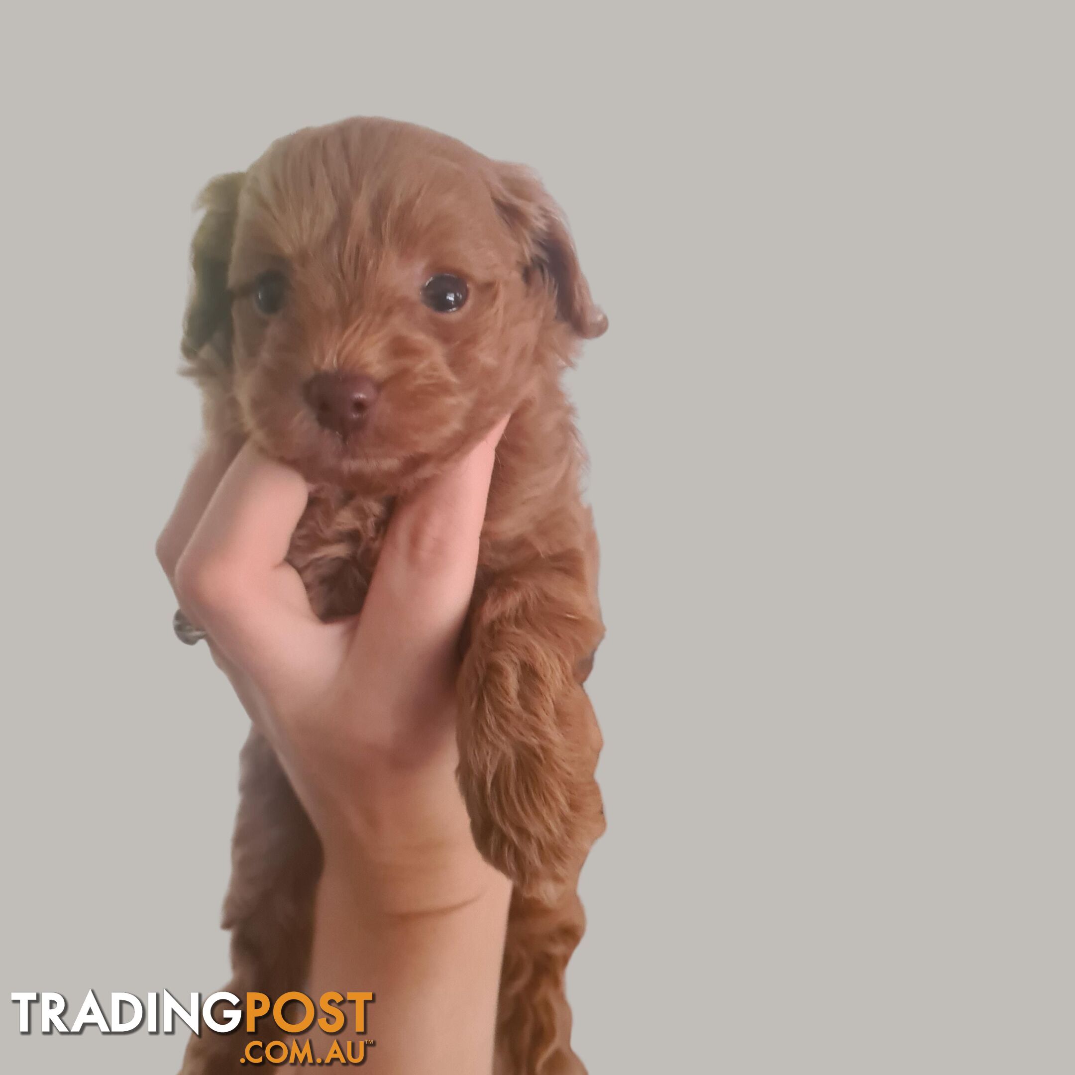 Toy Cavoodle Puppy