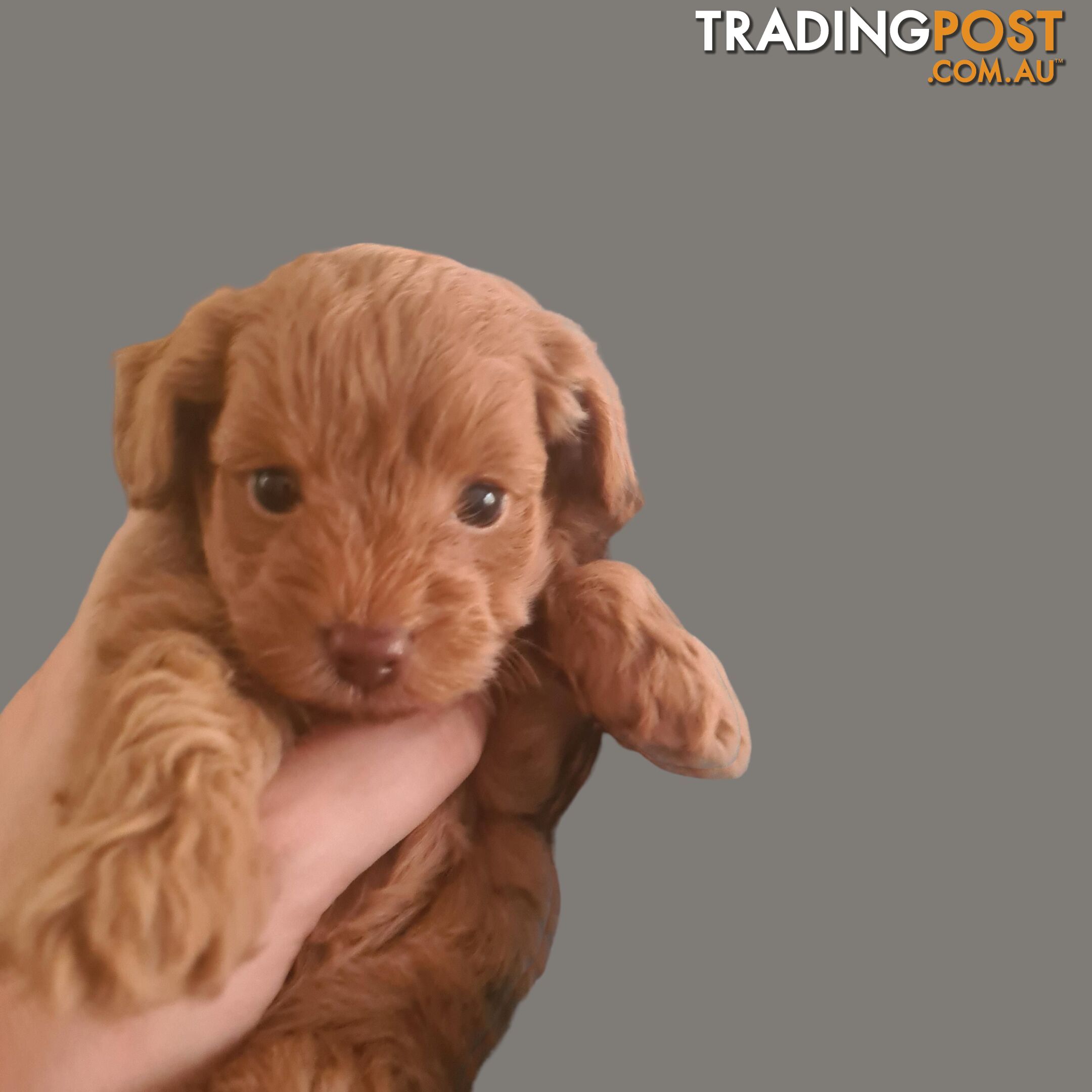 Toy Cavoodle Puppy