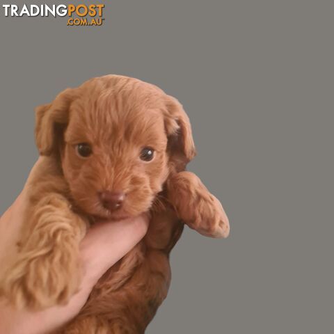 Toy Cavoodle Puppy