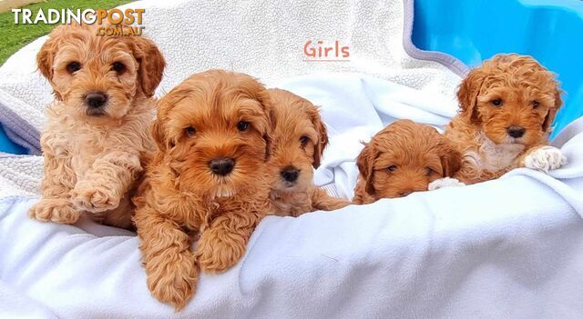 Healthy Adorable Cavoodles puppies READY NOW