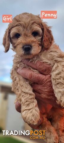 Healthy Adorable Cavoodles puppies READY NOW