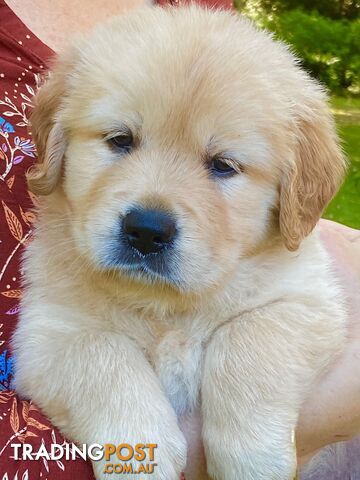 Country Raised Golden Retriever Puppies Available Now