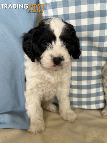 Gorgeous Toy Cavoodles- 1 Girl & 4 Boys