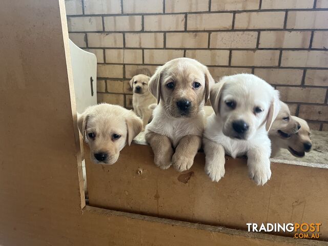 Pure bred Labradors