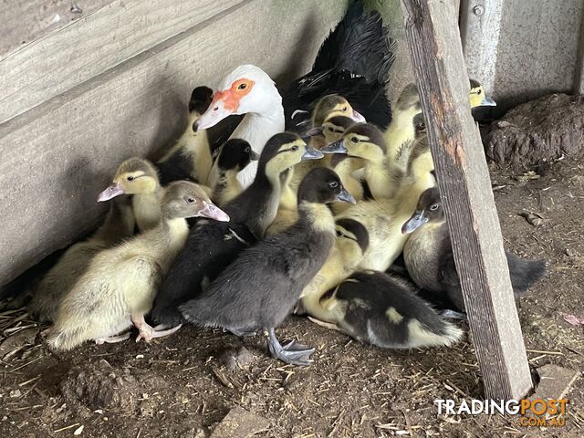 Muscovy ducklings