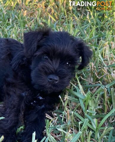 Miniature Schnauzer boys