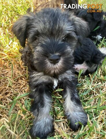 Miniature Schnauzer boys