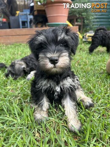 Miniature Schnauzer boys