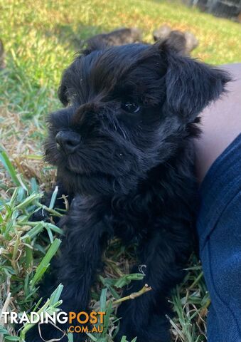 Miniature Schnauzer boys