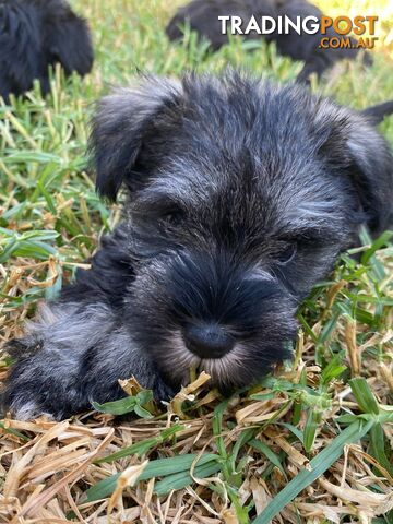 Miniature Schnauzer boys