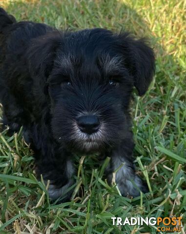 Miniature Schnauzer boys