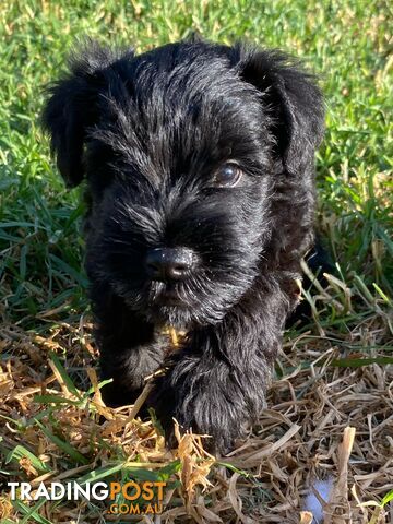 Miniature Schnauzer boys