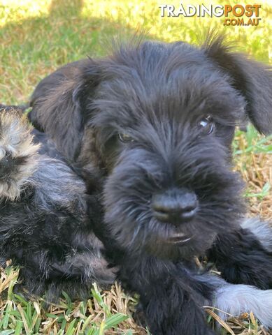 Miniature Schnauzer boys