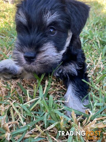 Miniature Schnauzer boys