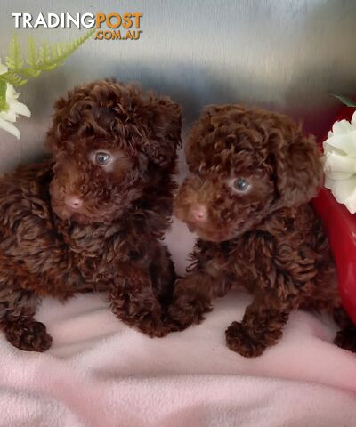 Chocolate Tiny Toy Poodle  Puppies